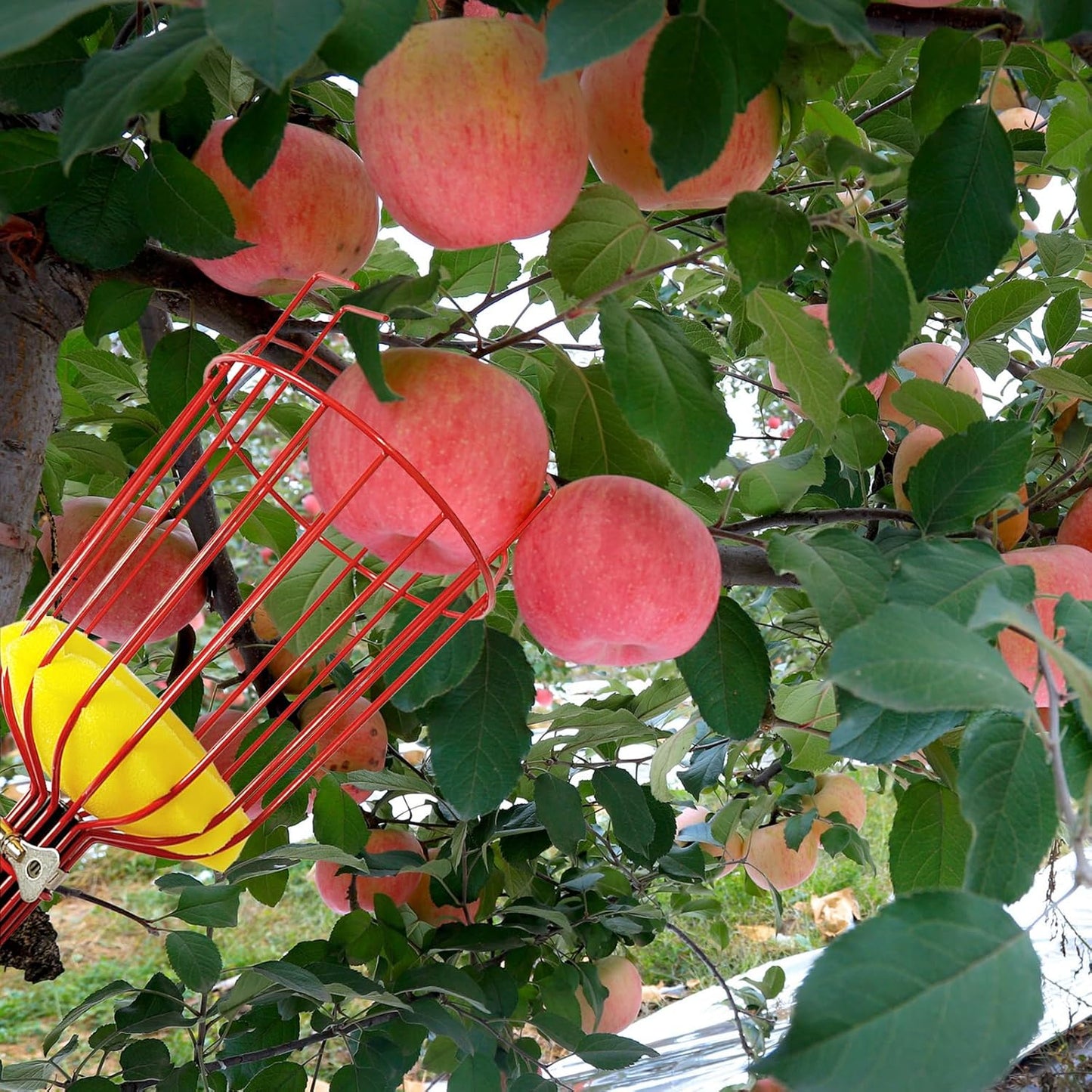 Obstpflücker, Obstpflückkopf, Metallpflückstab, Gartengeräte für Obstbäume, ohne Teleskopstange(rot)